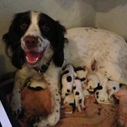 Engelsk springer spaniel Siska