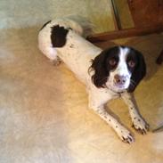 Engelsk springer spaniel Siska