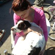 Engelsk springer spaniel Siska