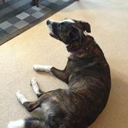 Blanding af racer Shiva