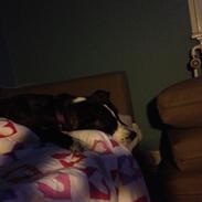 Blanding af racer Shiva