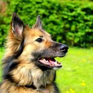 Blanding af racer Wikborgs Sasja