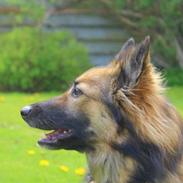 Blanding af racer Wikborgs Sasja