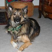 Blanding af racer Wikborgs Sasja