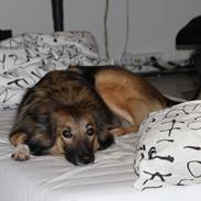 Blanding af racer Wikborgs Sasja