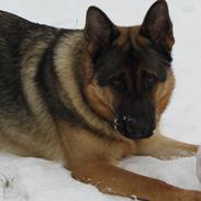 Schæferhund zaco