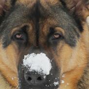 Schæferhund zaco