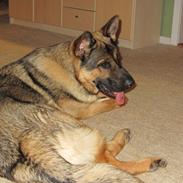 Schæferhund zaco