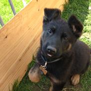 Schæferhund Cutulus Noah.