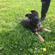 Schæferhund Cutulus Noah.