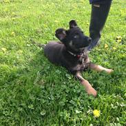 Schæferhund Cutulus Noah.