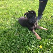 Schæferhund Cutulus Noah.