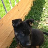 Schæferhund Cutulus Noah.