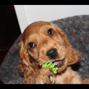 Cocker spaniel Felix