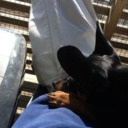 Dvaergpinscher Turbo