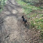 Dvaergpinscher Turbo