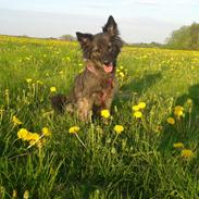 Blanding af racer Keesha /Sølvrøv 2004-2017 RIP