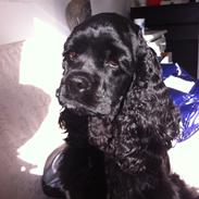 Amerikansk cocker spaniel Perle