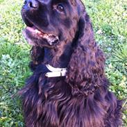 Amerikansk cocker spaniel Perle