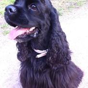 Amerikansk cocker spaniel Perle