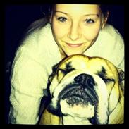 Engelsk bulldog Bella