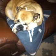 Engelsk bulldog Bella