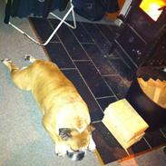 Engelsk bulldog Bella