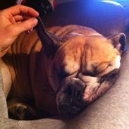 Engelsk bulldog Bella