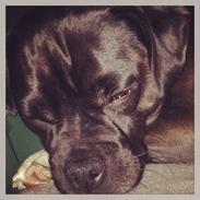 Blanding af racer Baloo