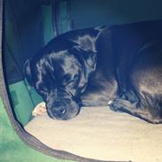 Blanding af racer Baloo