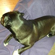 Blanding af racer Baloo