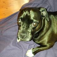 Blanding af racer Baloo