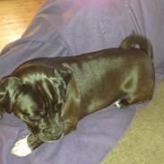 Blanding af racer Baloo