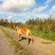 Rhodesian ridgeback Ajs