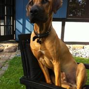 Rhodesian ridgeback Ajs