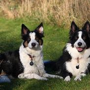 Border collie Tia - 9 år