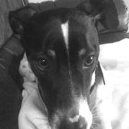 Dansk svensk gaardhund Stitch