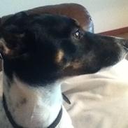 Dansk svensk gaardhund Stitch