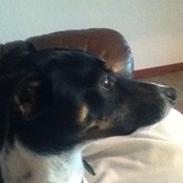 Dansk svensk gaardhund Stitch