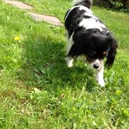 Blanding af racer ~*Team Pets*~ Fiffi-Dong :)<3