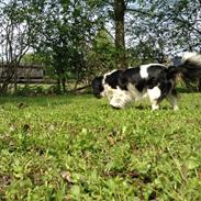 Blanding af racer ~*Team Pets*~ Fiffi-Dong :)<3