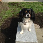 Blanding af racer ~*Team Pets*~ Fiffi-Dong :)<3