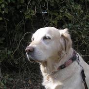 Golden retriever Freja