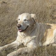 Golden retriever Freja