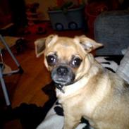 Blanding af racer mini