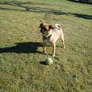 Blanding af racer mini