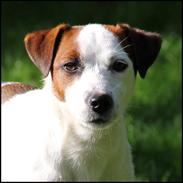 Jack russell terrier Cully