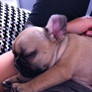 Fransk bulldog Oscar