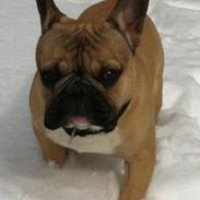 Fransk bulldog Oscar