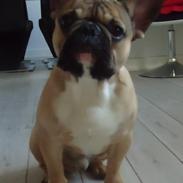 Fransk bulldog Oscar
